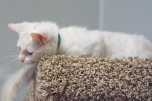 Picture of Rummy