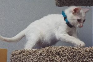 Picture of Rummy