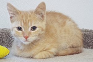 Picture of Sundae