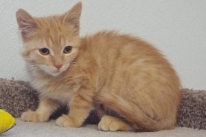 Picture of Sundae