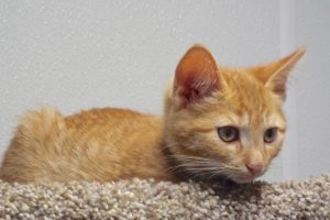 Picture of Tangerine