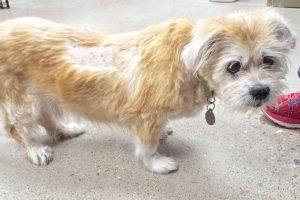 Picture of Teddy