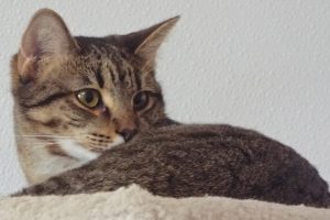 Picture of Violet