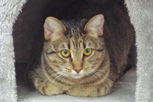 Picture of Violet