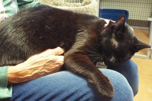 Picture of Blackie
