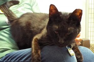 Picture of Blackie