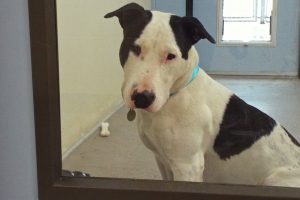 Picture of Bronson