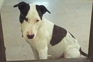 Picture of Bronson