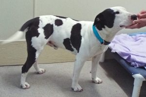 Picture of Bronson