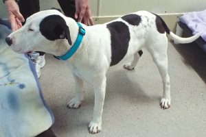 Picture of Bronson