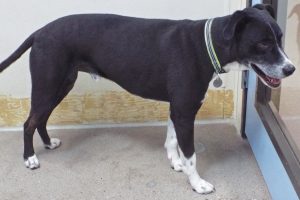 Picture of Buddy