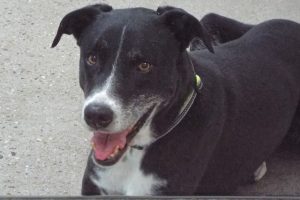 Picture of Buddy