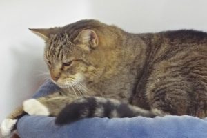 Picture of Cat