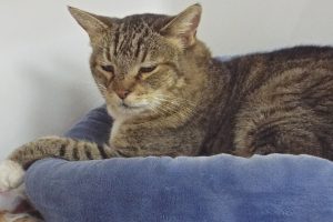 Picture of Cat