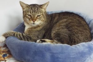 Picture of Cat