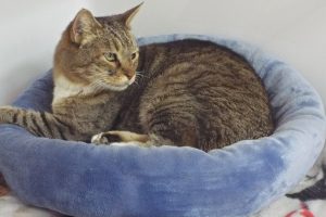 Picture of Cat