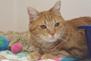 Picture of Chase