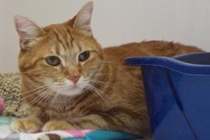 Picture of Chase