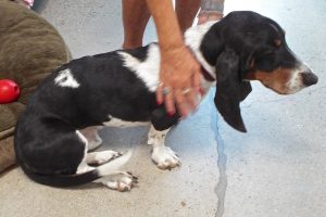 Picture of Francis