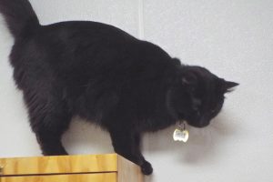 Picture of Jett (R.B.)