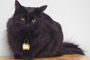 Picture of Jett (R.B.)
