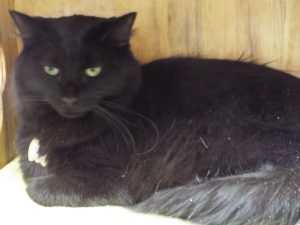 Picture of Jett (R.B.)