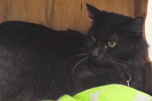 Picture of Jett (R.B.)