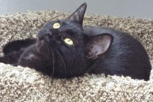 Picture of Kuro