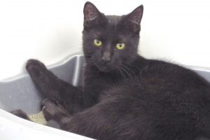 Picture of Kuro