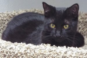 Picture of Kuro