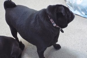 Picture of Purdita