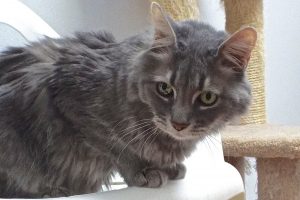 Picture of Shadow