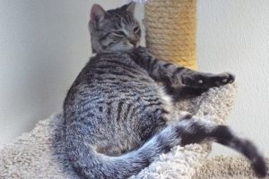 Picture of Ziggy