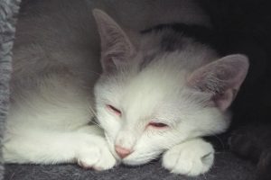 Picture of Ziva