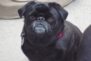 Picture of Zoey