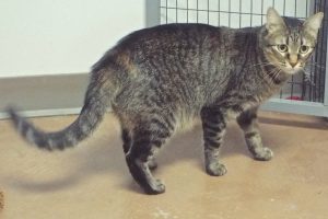 Picture of Alley