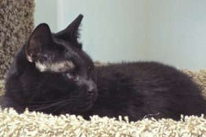 Picture of Blackie