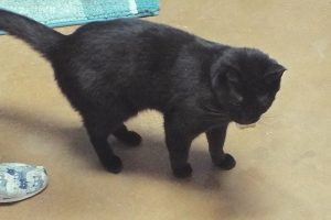 Picture of Blackie