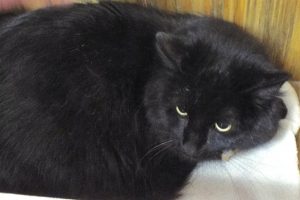 Picture of Jett (R.B.)