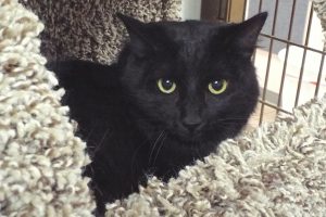 Picture of Jett (R.B.)