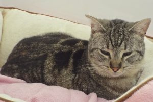 Picture of Mouse