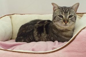 Picture of Mouse