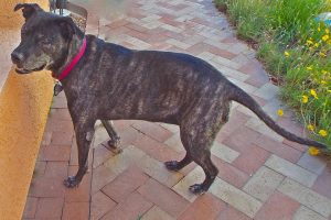 Picture of Perdita
