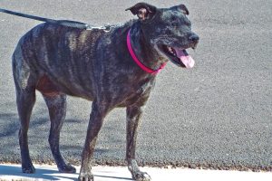 Picture of Perdita