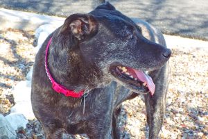 Picture of Perdita