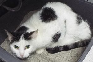 Picture of Rosie
