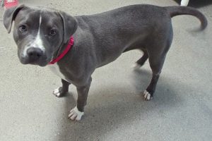 Picture of Stella
