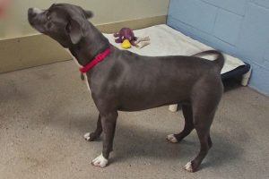 Picture of Stella