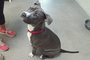 Picture of Stella
