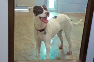 Picture of Dottie